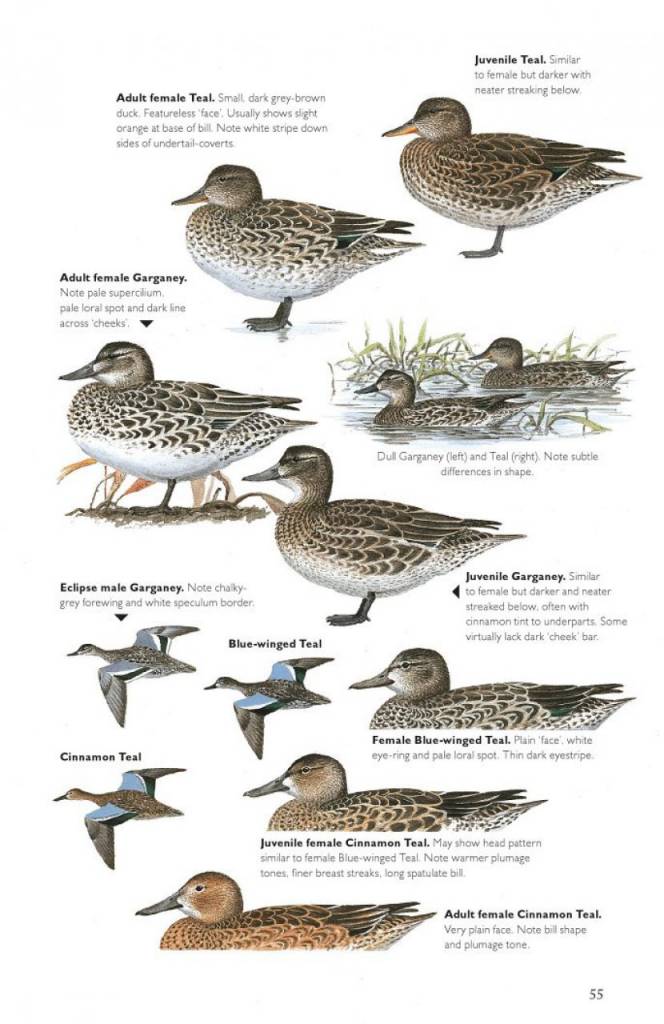 The Helm Guide to Bird Identification