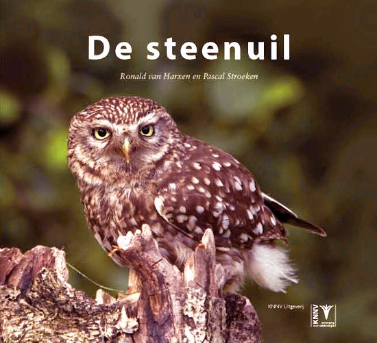 De steenuil