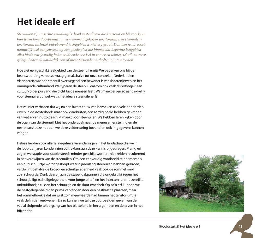 De steenuil