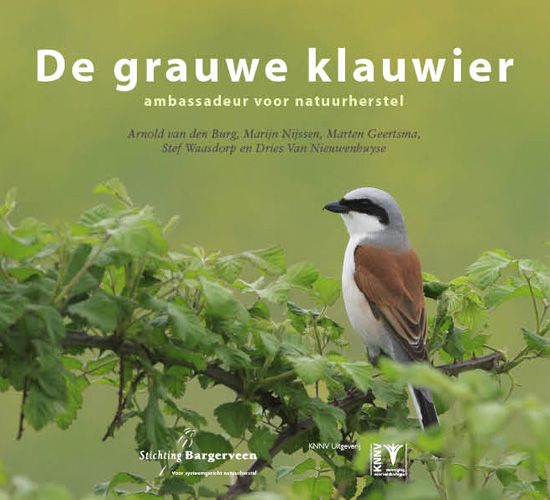 De grauwe klauwier