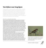 De grauwe klauwier