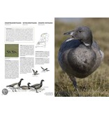Handboek vogels van Nederland