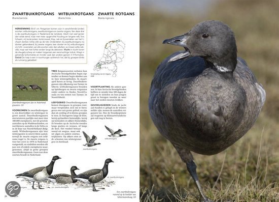 Handboek vogels van Nederland
