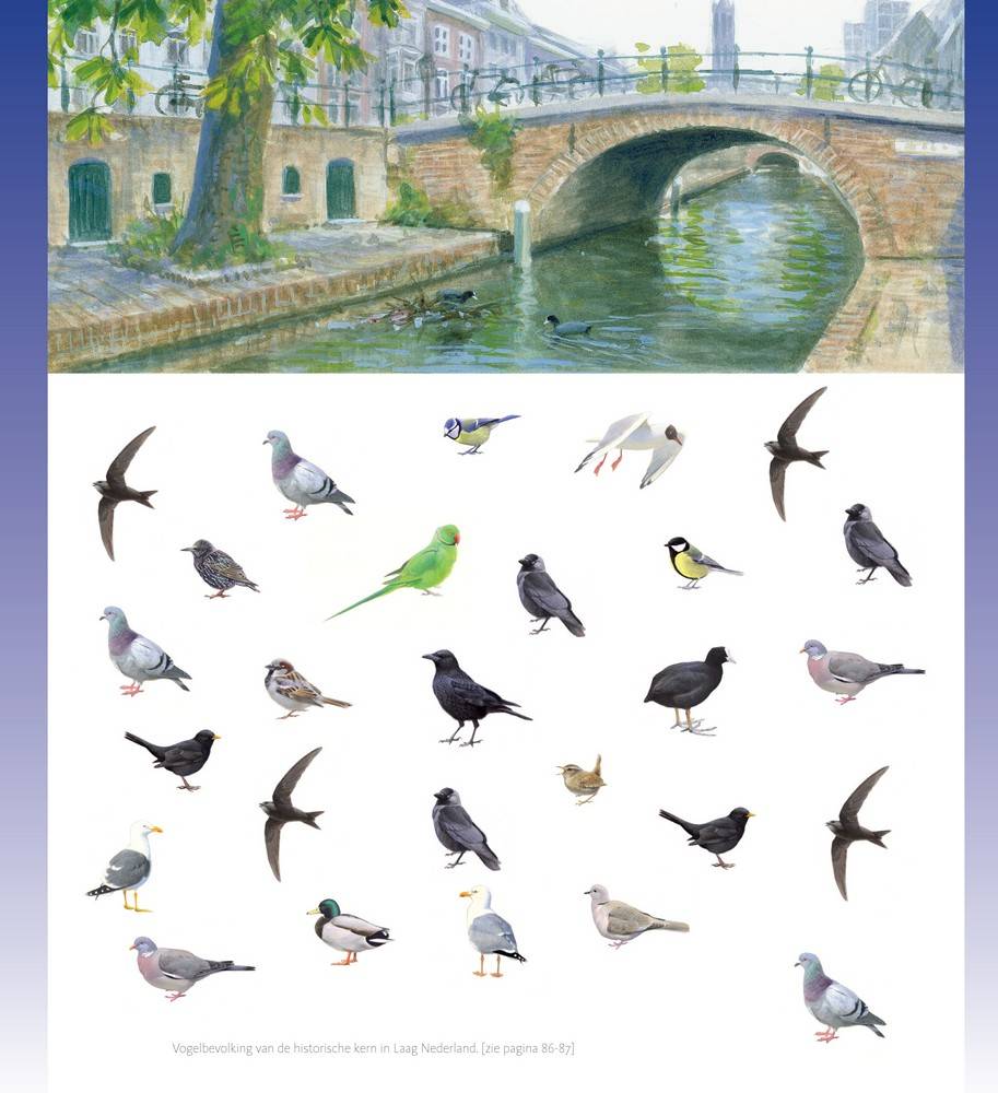 Stadsvogels in hun domein