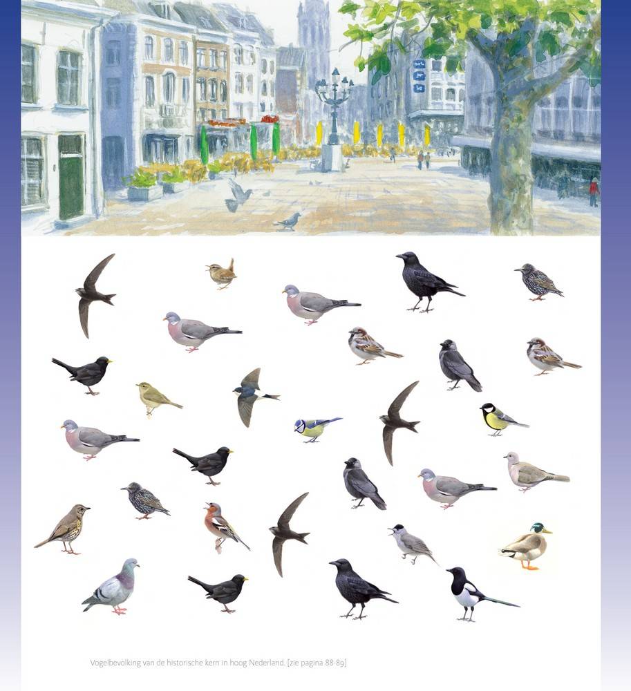Stadsvogels in hun domein