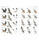 Veldgids roofvogels