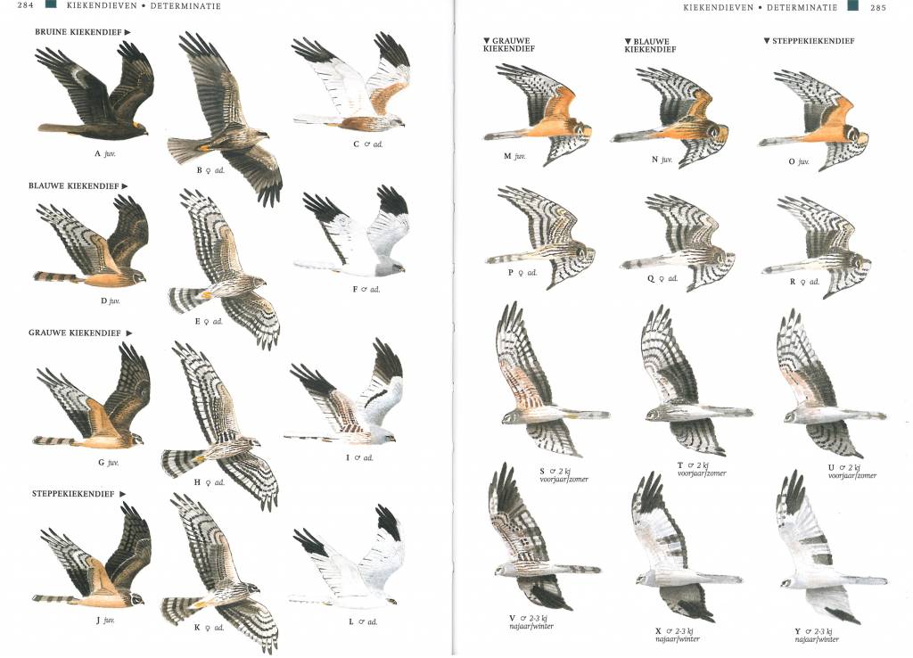 Veldgids roofvogels