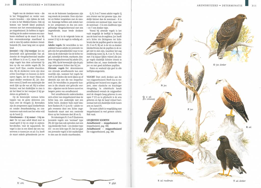 Veldgids roofvogels