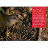 Vogels kijken op Lesbos