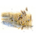 Zakgids vogels van Nederland
