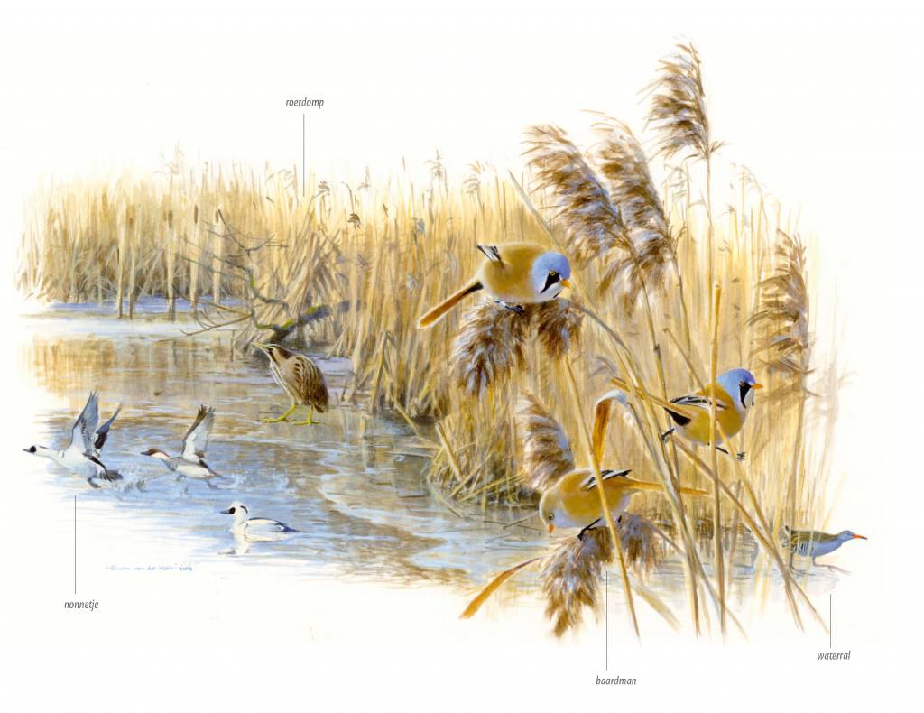 Zakgids vogels van Nederland