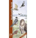 Roofvogels in beeld