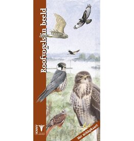 Roofvogels in beeld