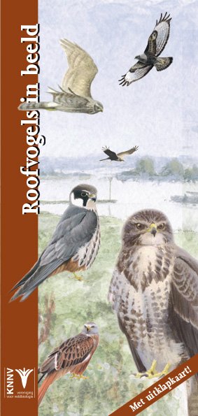 Roofvogels in beeld