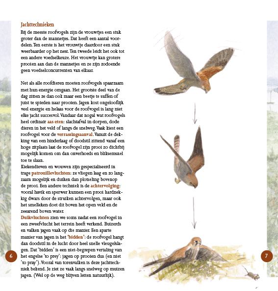 Roofvogels in beeld