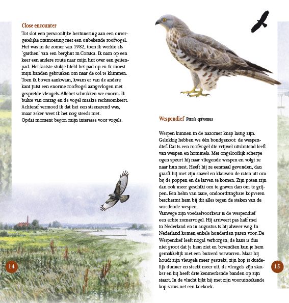 Roofvogels in beeld