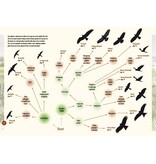 Roofvogels in beeld