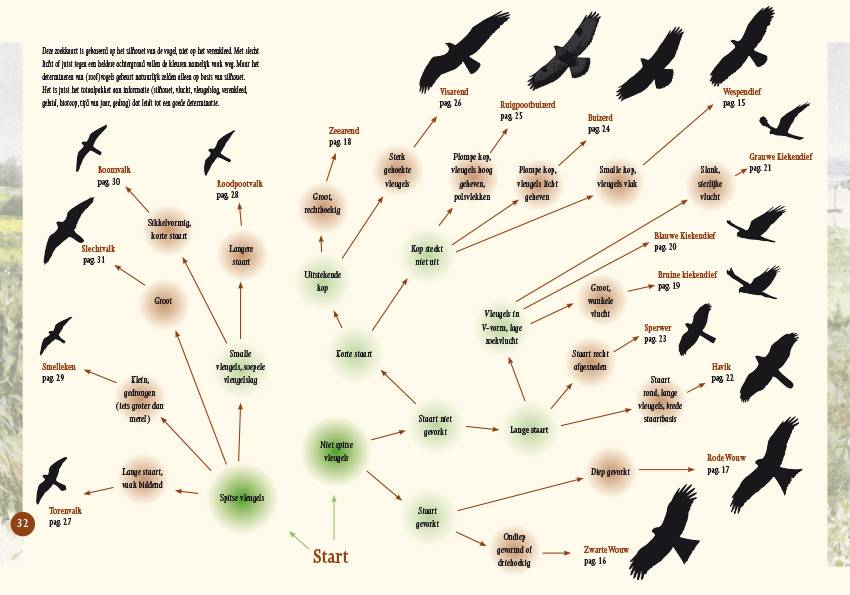 Roofvogels in beeld