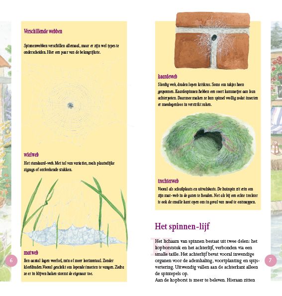 Spinnen in beeld