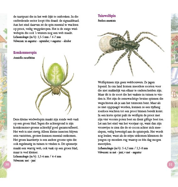 Spinnen in beeld
