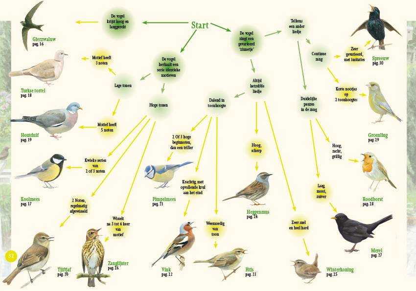 Vogelzang in beeld