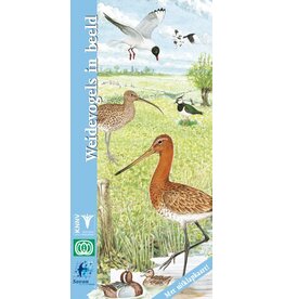 Weidevogels in beeld