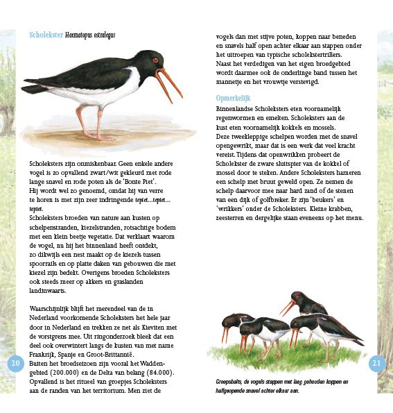 Weidevogels in beeld