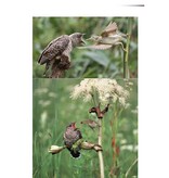 The Reed Warblers
