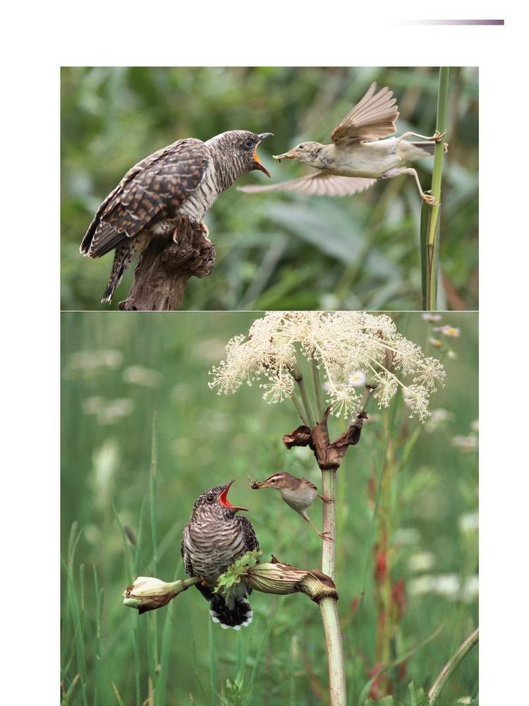 The Reed Warblers