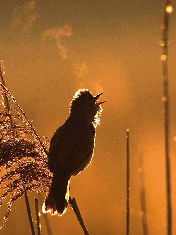The Reed Warblers