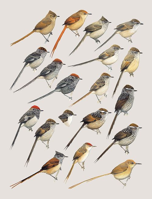 Handbook of the Birds of the World 8
