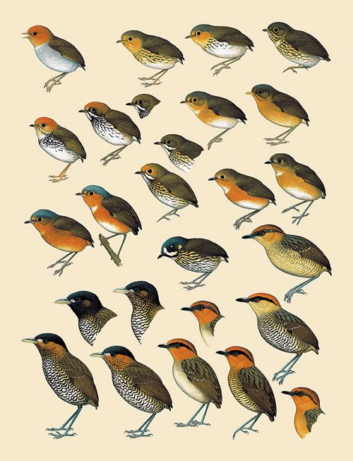 Handbook of the Birds of the World 8