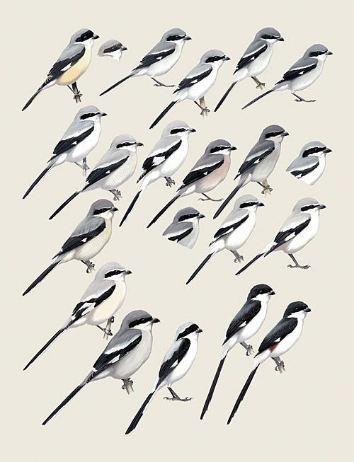 Handbook of the Birds of the World 13