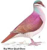 Rare Birds of North America