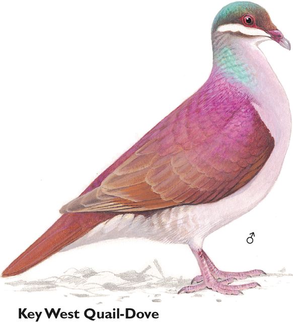 Rare Birds of North America
