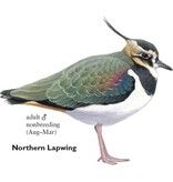 Rare Birds of North America