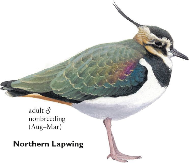 Rare Birds of North America