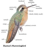 Rare Birds of North America
