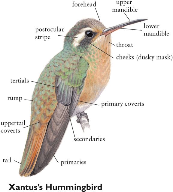 Rare Birds of North America