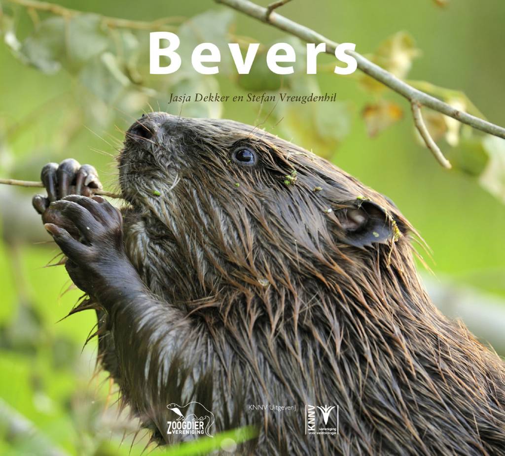Bevers
