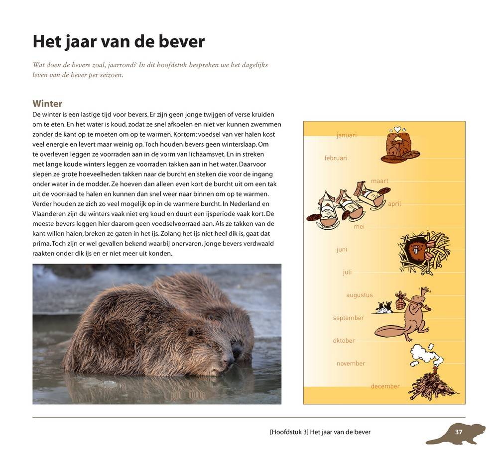 Bevers