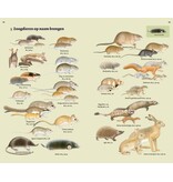 Veldgids Europese zoogdieren