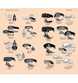 Veldgids Europese zoogdieren