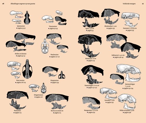 Veldgids Europese zoogdieren