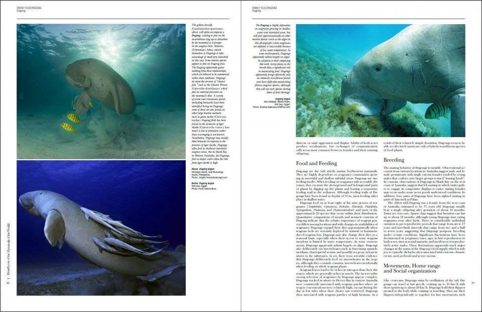Handbook of the mammals of the world - volume 4