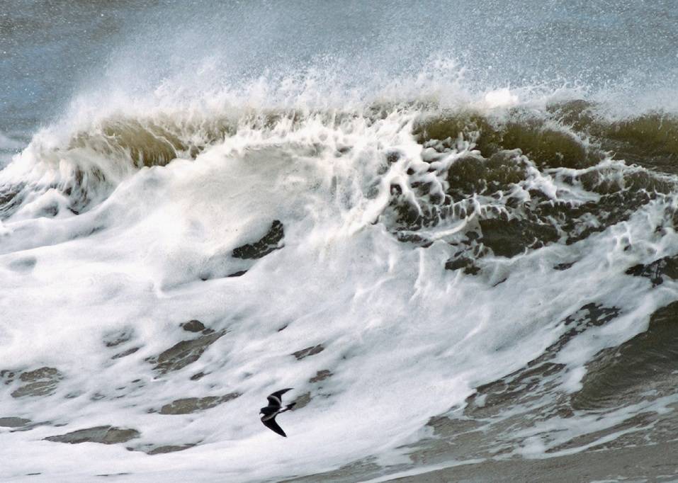 Petrels Night And Day