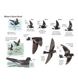 Petrels Night And Day