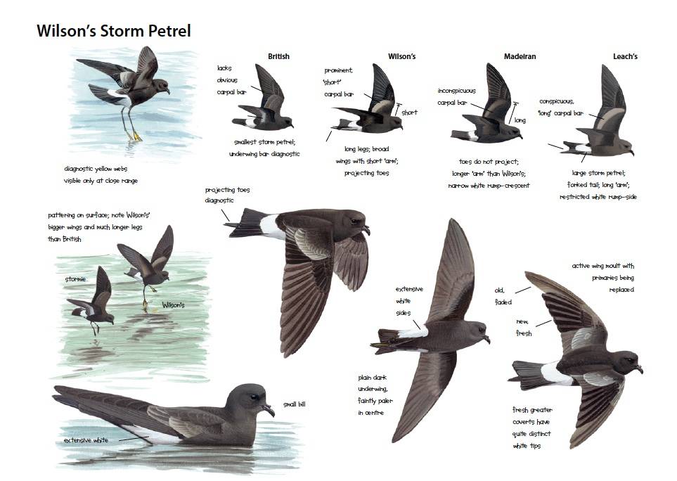 Petrels Night And Day