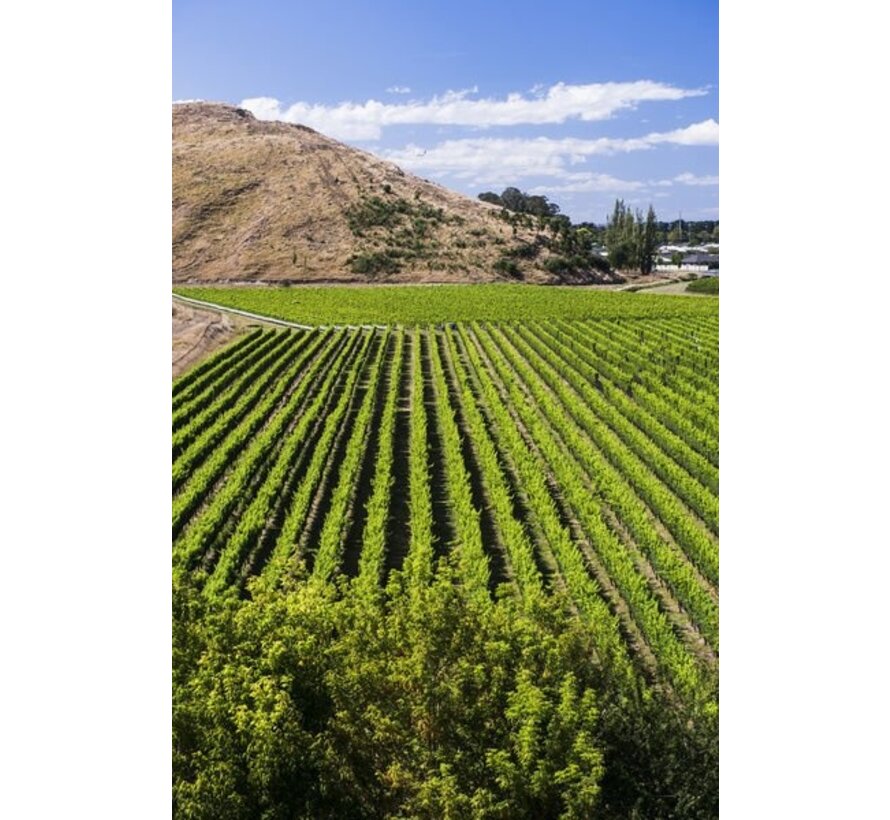 Marlborough Pinot Noir Nieuw-Zeeland + wijntas