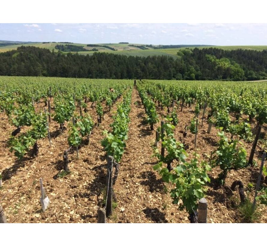 Chablis Dauvissat Bourgogne + wijntas